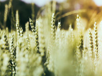 Close-up of plant against blurred background