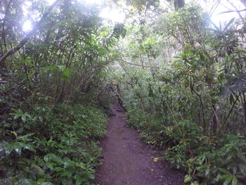 Dirt road amidst plants in farm