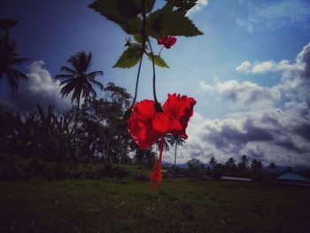 Red flower on field against sky