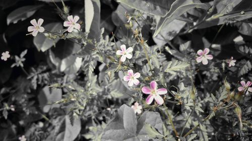 Close-up of flowers blooming outdoors