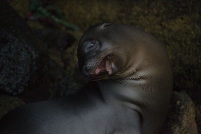 Closeup portrait of galapagos fur seal arctocephalus galapagoensis stretching and yawning galapagos. 