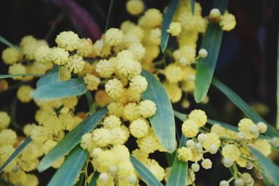 Close-up of yellow flowers blooming outdoors