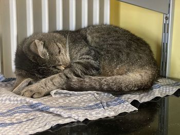 Cat sleeping in a bed