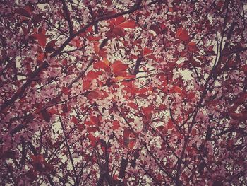Low angle view of pink flowers