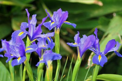 Close-up of purple flowers