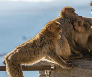 Monkey sitting on a looking away