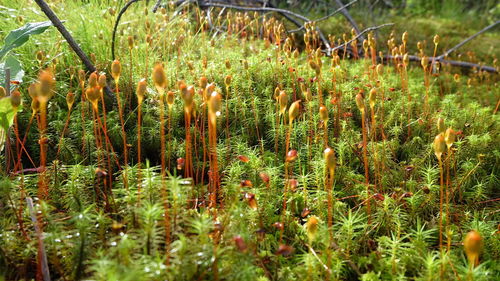Close-up of plant growing on field
