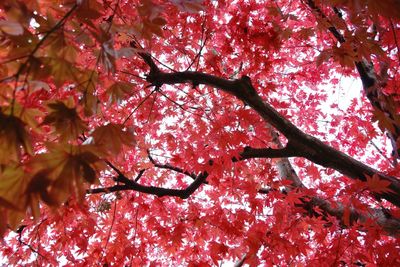 Low angle view of cherry blossoms in spring