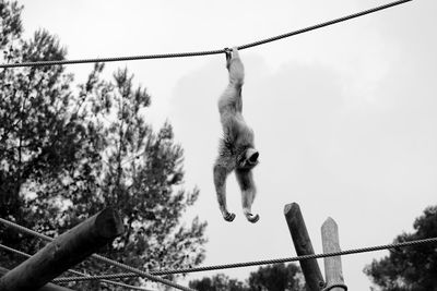 Low angle view of gibbon hanging upside down on rope against sky at zoo