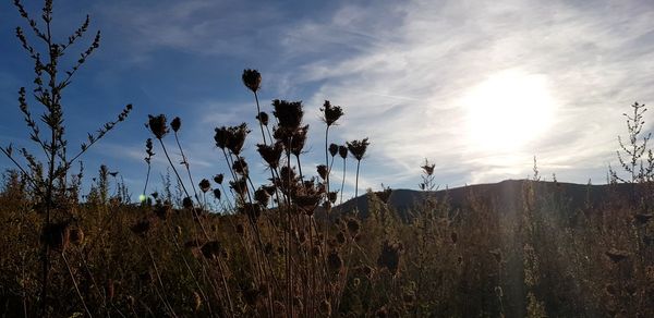 Plants growing on land against sky