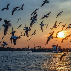 Seagulls flying over sea during sunset