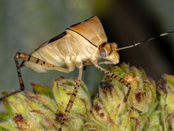 Close-up of butterfly on plant