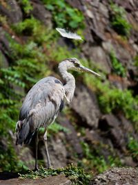 Gray heron perching on rock with feather floating