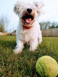 Dog running with ball on field