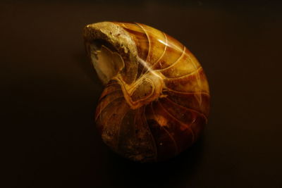 Close-up of seashell against black background