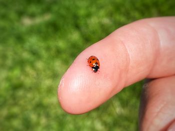 Close-up of ladybug on hand