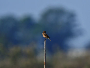 Bird perching on a pole