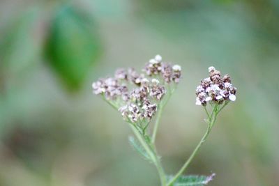 Close-up of purple flowering plant