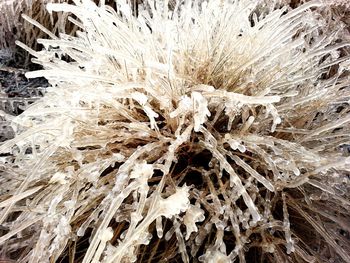 Full frame shot of snow covered plants