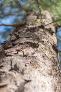 Close-up of insect on tree trunk in forest