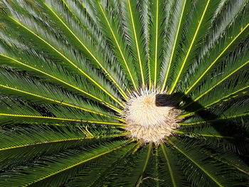 Full frame shot of palm tree