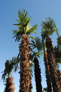 Low angle view of palm trees against clear sky