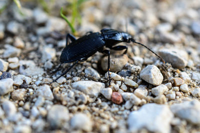 Beetle on rocky field