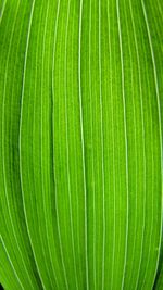 Full frame shot of green leaves