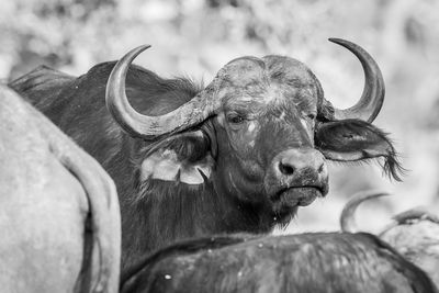 Buffalo standing on field