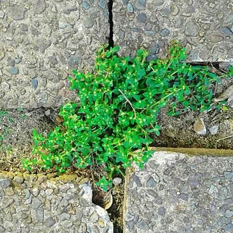 CLOSE-UP OF PLANTS GROWING ON TREE TRUNK