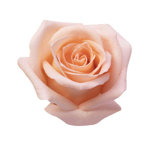 Close-up of rose against white background