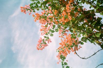 Low angle view of flowering tree against sky