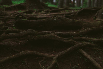 Full frame shot of trees on field