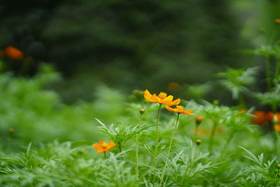 Close-up of yellow flowering plant