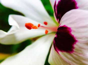 Close-up of flower