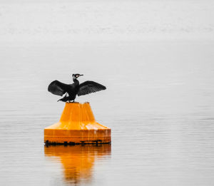 Bird on a lake