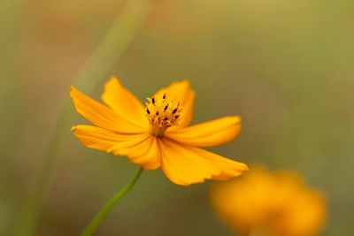 Close-up of honey bee on yellow flower