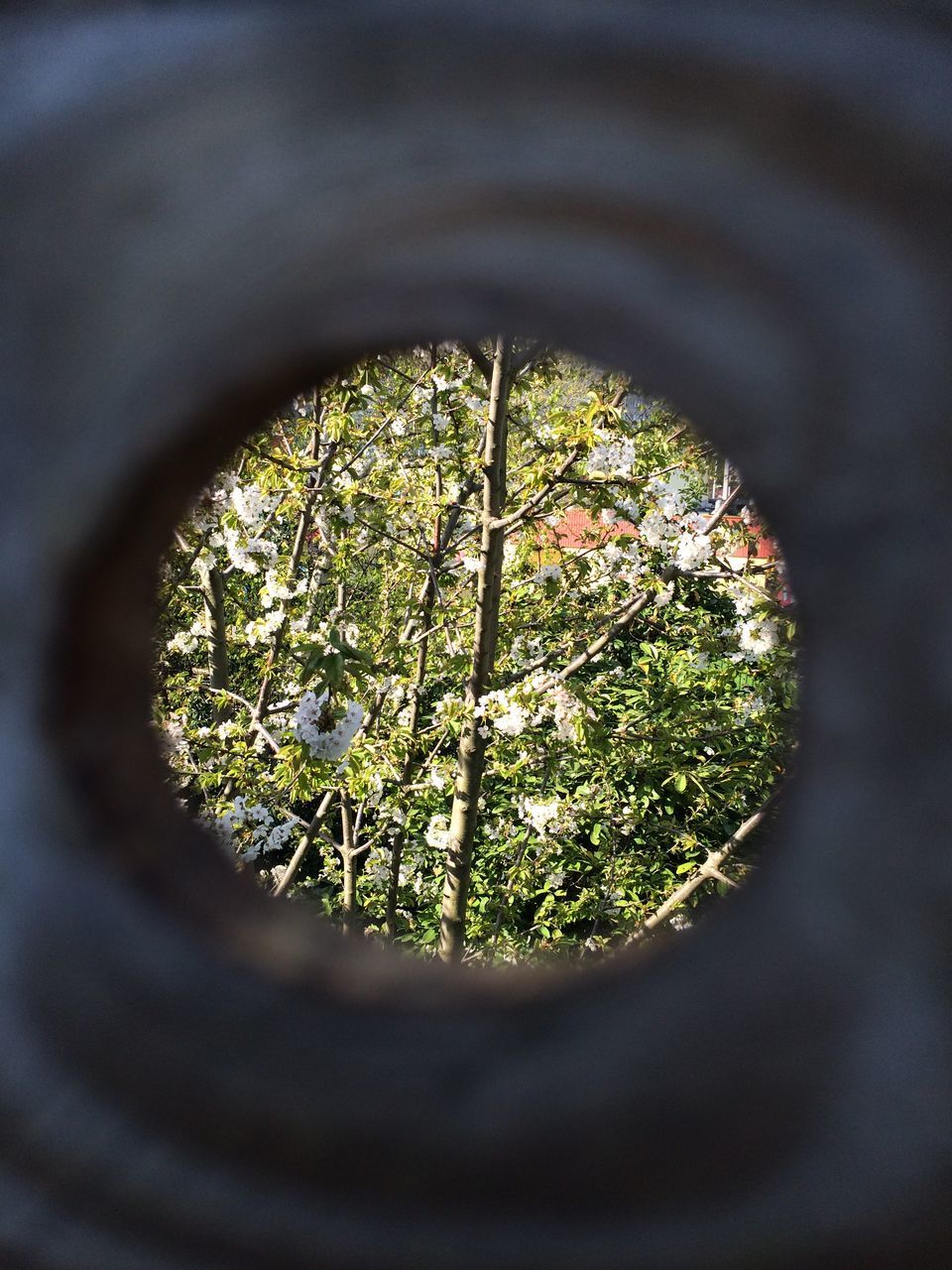 tree, growth, green color, circle, indoors, nature, plant, tranquility, close-up, beauty in nature, no people, day, selective focus, hole, focus on background, window, geometric shape, green, branch, leaf