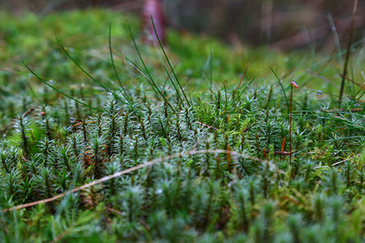 Close-up of green moss in the forest 