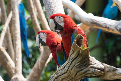 View of parrot perching on branch
