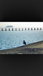 Bird perching on pier over sea
