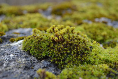 Close-up of moss growing on grass