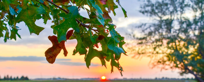 Close-up of fruits hanging on tree against sky during sunset