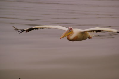 Bird flying over white background