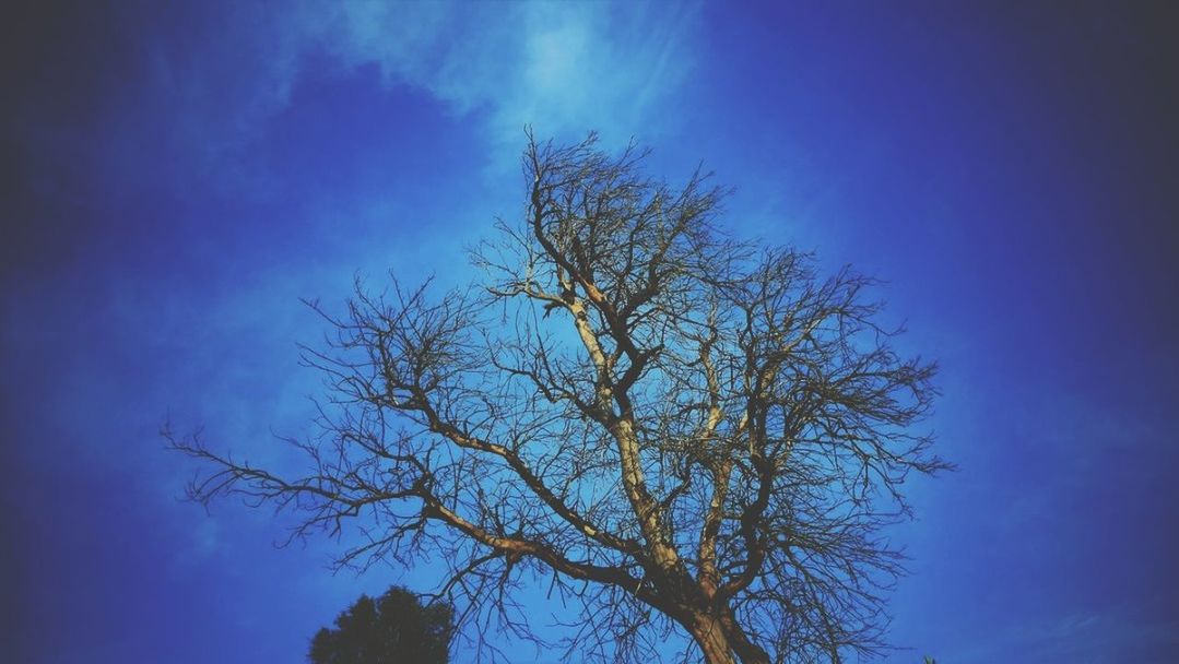 LOW ANGLE VIEW OF BARE TREES AGAINST BLUE SKY