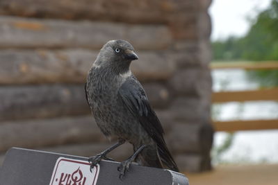 Close-up of bird perching on railing