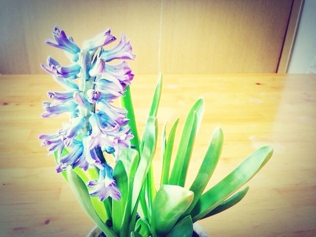 flower, freshness, fragility, indoors, petal, plant, growth, leaf, potted plant, purple, flower head, close-up, stem, wood - material, beauty in nature, nature, vase, home interior, flower pot, green color