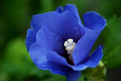 Close-up of purple flower blooming outdoors