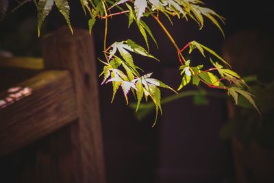 Close-up of acer tree leaves 