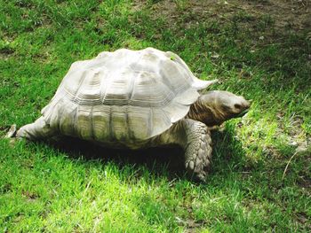 View of tortoise on grass